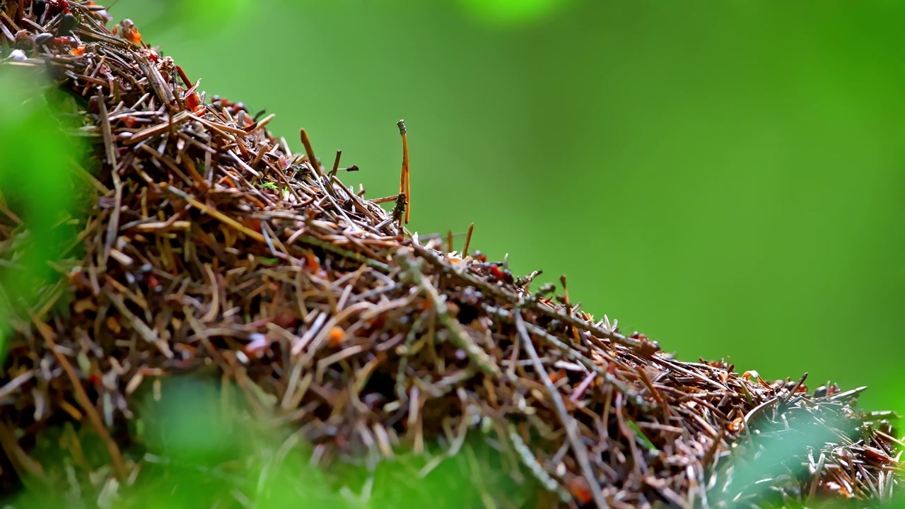 Close-up of Busy Ants Working on a Forest Anthill
