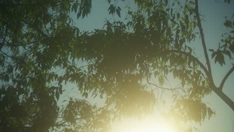 Blätter-Wiegen-Sich-Im-Wind-Bei-Hellem-Morgensonnenlicht,-Ruhiger-Moment