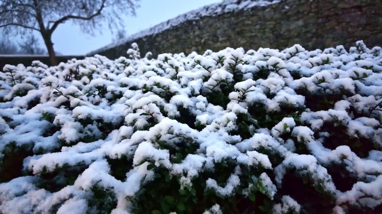 Primo piano di un cespuglio coperto di neve fresca con un muro di pietra nella luce invernale che svanisce