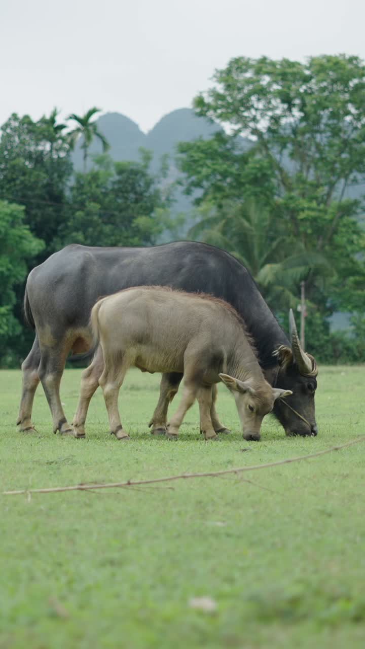 Kerbau yang merumput di ladang hijau