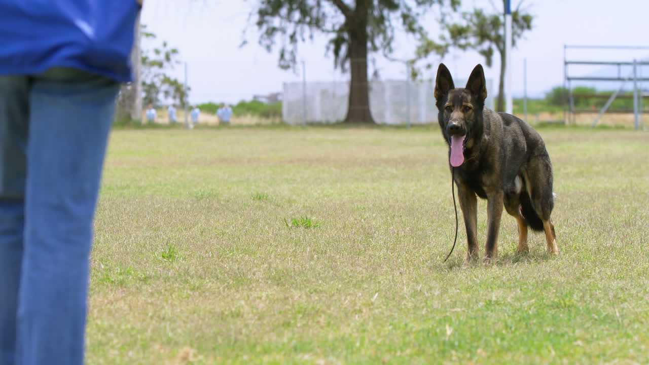 perro pastor de pie en el campo 4k