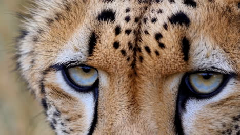 close-up of cheetah's eyes and face