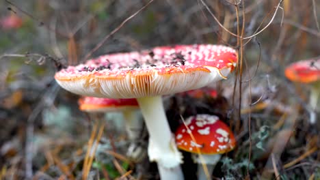 jungla no comestible hongos venenosos mortales agáricos de mosca