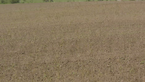 2 month timelapse closeup zoom in of ploughed soil turning to grown healthy crops