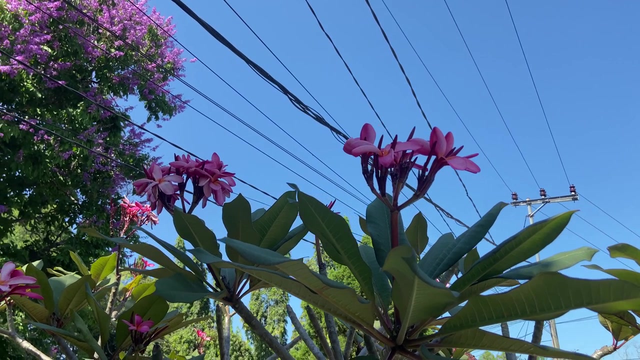 Fiori di frangipane rosa e fioriture viola contro un cielo azzurro limpido