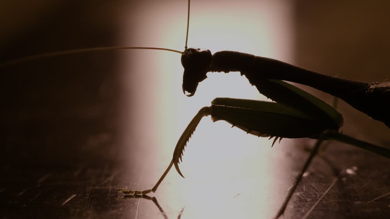 Close-up of a praying mantis (Mantodea) under dramatic backlight, captured in macro as it moves its antennae while standing still on a flat surface, creating an intense insect silhouette profile