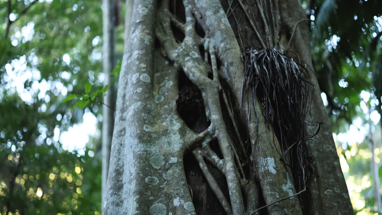 울창 한 숲 에 있는 나무 뿌리