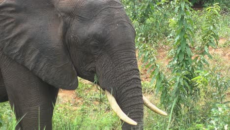 fresco primer plano de un gran elefante africano salvaje comiendo hierba