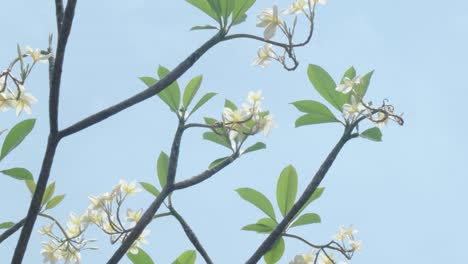 Flor-Blanca-En-La-Rama-En-El-Viento