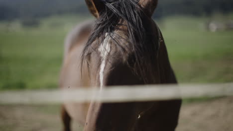 caballo en un campo