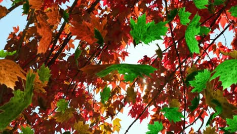 Animación-De-Hojas-De-Otoño-Flotando-Y-Girando-Contra-Una-Vista-De-ángulo-Bajo-De-Los-árboles-Y-El-Cielo