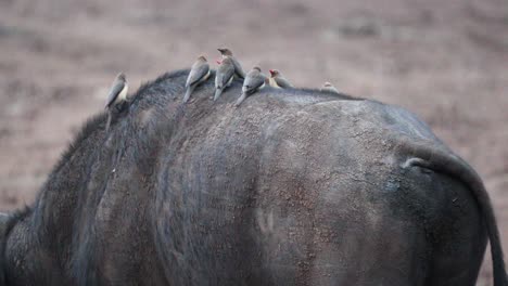 flock of oxpecker birds sitting on african buffalo's back in aberdare, kenya