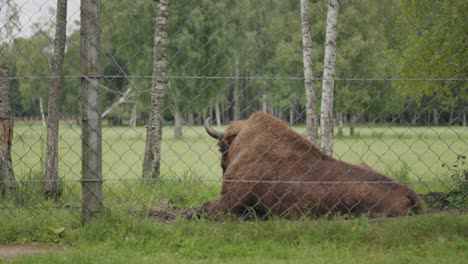 Especie-Casi-Amenazada-Bisonte-Del-Bosque-En-Recinto-De-Conservación