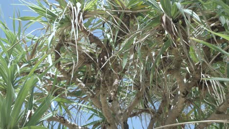 View-of-Pandanus-tectorius-palm-trees-against-sky-near-beach-on-the-tropical-island