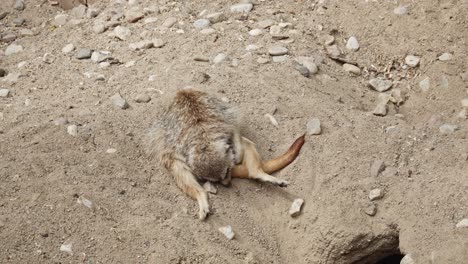 single-meerkatson-the-ground-sleeping-in-an-unusual-position