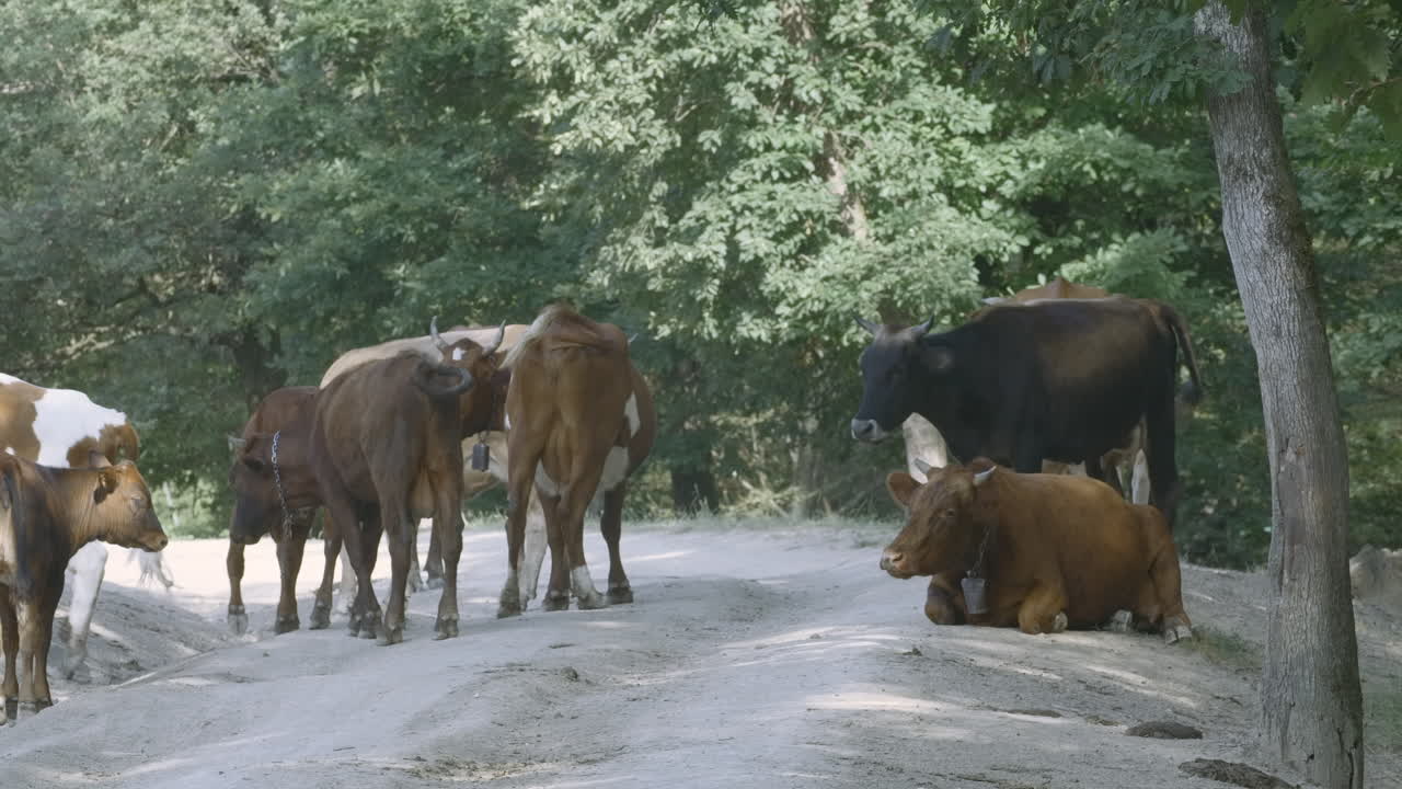 vacas descansando en un camino del bosque