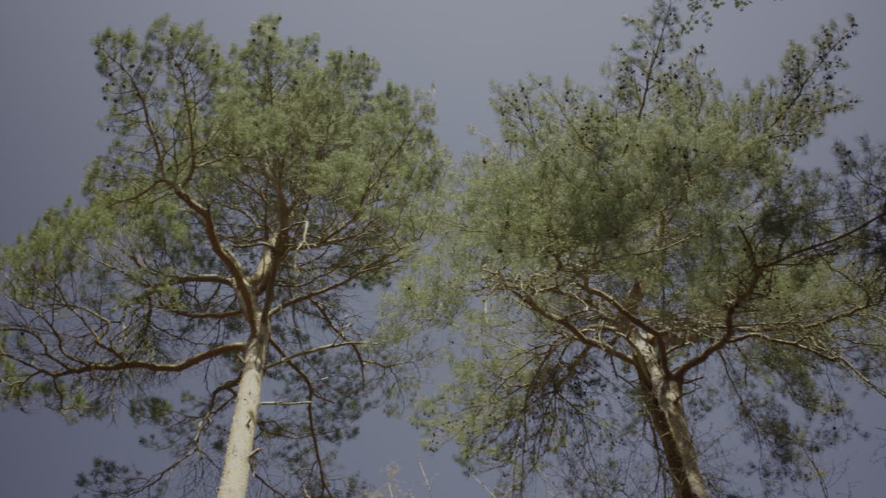 взгляд вверх на вечнозеленые деревья ранней весной в лесу на фоне голубого неба