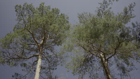 upshot-looking-at-the-evergreen-trees-in-early-spring-in-the-forest-with-blue-sky-background