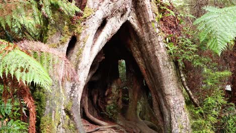 walking through a large tree tunnel