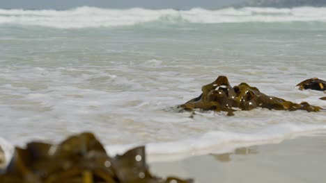 Closeup-of-seaweed-getting-dragged-along-with-the-waves-near-Cape-Town