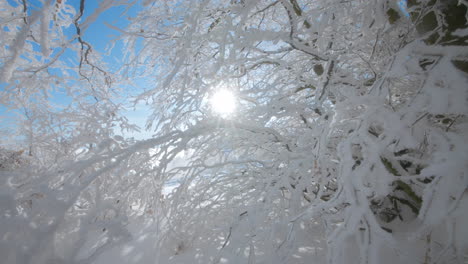 Kleine-Zweige-Und-Äste,-Die-Im-Winter-An-Einem-Sonnigen-Tag-Mit-Blauem-Himmel-Im-Hintergrund-Mit-Frischem-Schnee-Und-Frost-Bedeckt-Sind