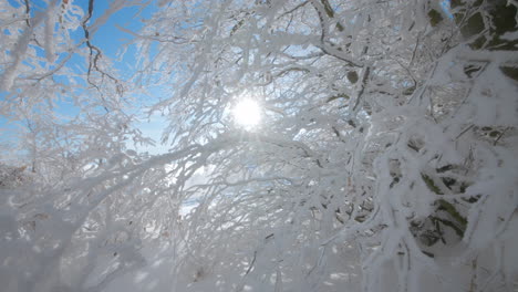 small twigs and branches covered in fresh snow and frost in winter on a sunny day with blue sky in the background