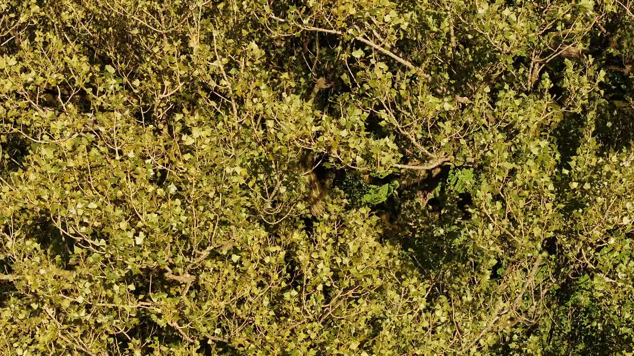 A tree softly sways in the breeze, illuminated by sunlight, set against the natural backdrop of Wessen, St. Gallen, Switzerland, highlighting a tranquil and picturesque environment.