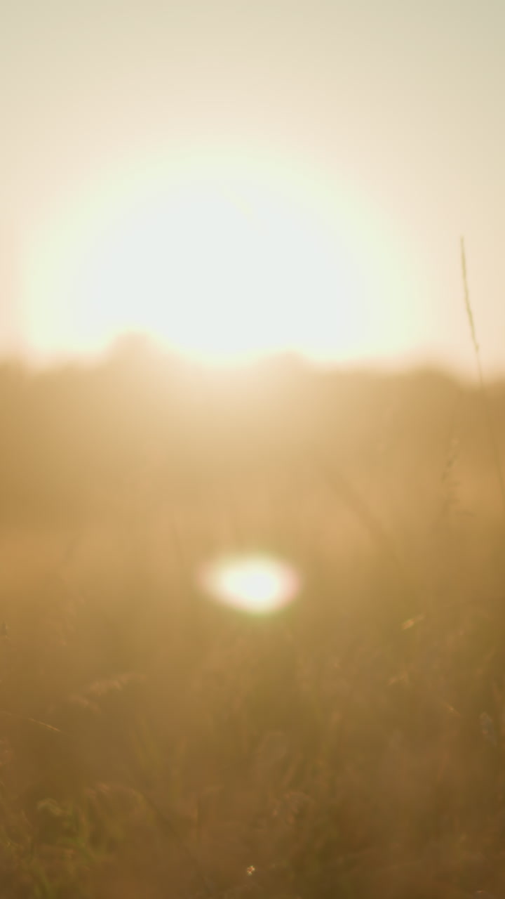 la luz dorada del sol baña la hierba alta en un brillo cálido y etéreo a medida que el sol se levanta o se pone en el horizonte, proyectando una luz suave y soñadora a través del campo, con efectos de luz delicados en las hojas de hierba.