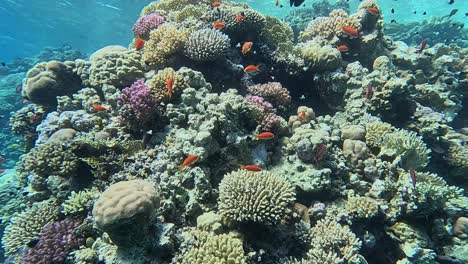 shallow coral reef in the red sea with hard corals and reef fishes