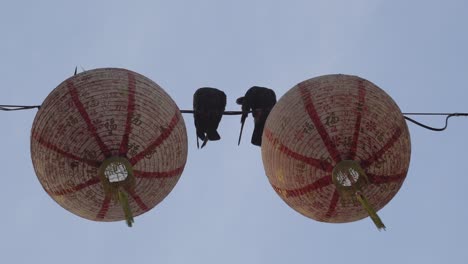 two pigeons stand on electric wire hang with chinese red lantern