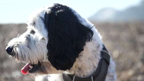 retrato en cámara lenta de un adorable perro labradoodle en una playa de guijarros en el reino unido mirando a la cámara y jadeando