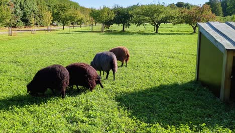 4k-60fps-Ansicht-Von-Schafen-Auf-Einem-Feld,-Die-Grasen-Und-Pinkeln-–-Schwenkaufnahme