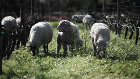 A-flock-of-sheep-are-grazing-in-a-pen