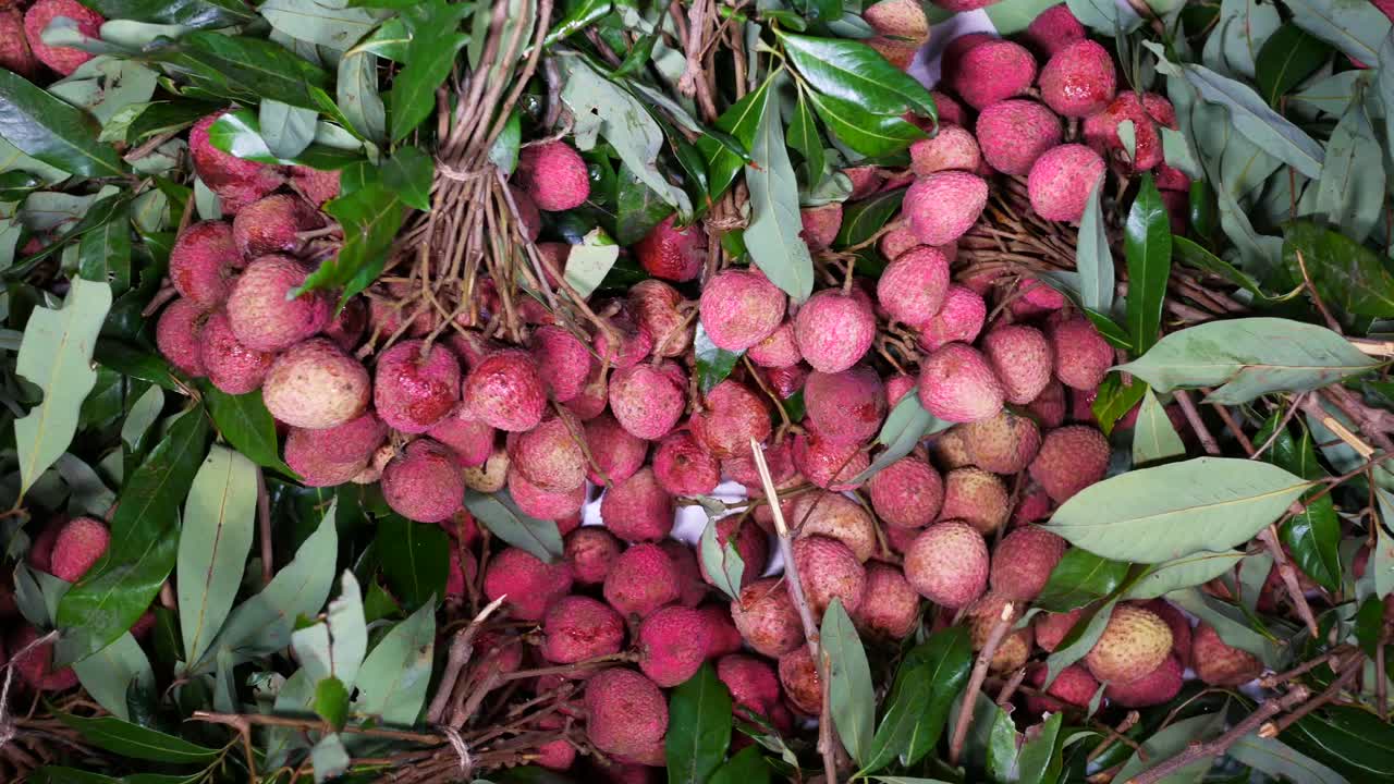 Buah Leci Segar dengan Daun