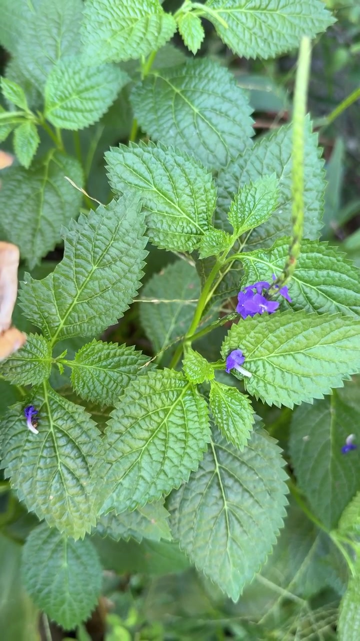 Primo piano di pianta verde con piccoli fiori viola in giardino