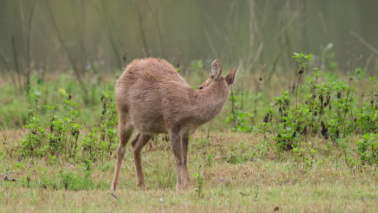 ciervo cerdo indio, hyelaphus porcinus, tailandia