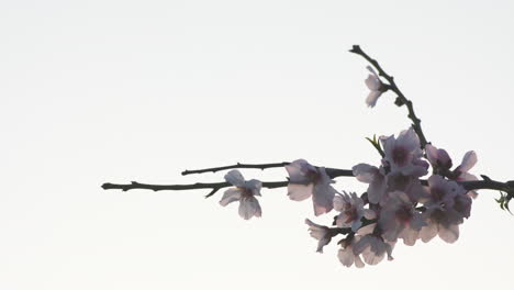 apricot tree blossoms on branch against bright background, close-up telephoto