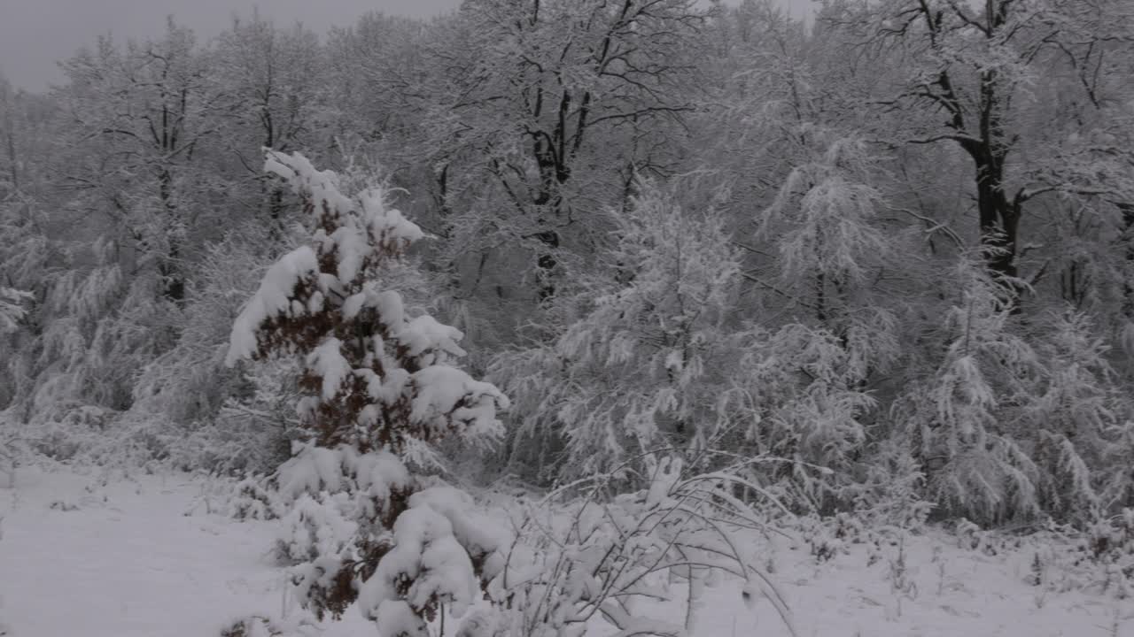 눈 덮인 숲. 신선한 겨울 풍경