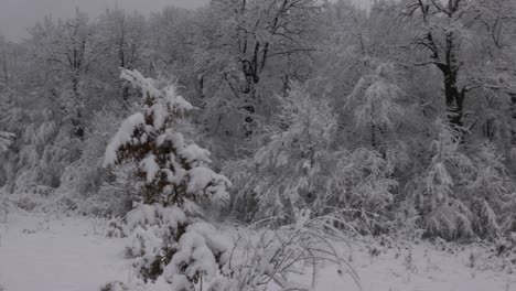 Verschneiter-Wald.-Eine-Frische-Winterlandschaft