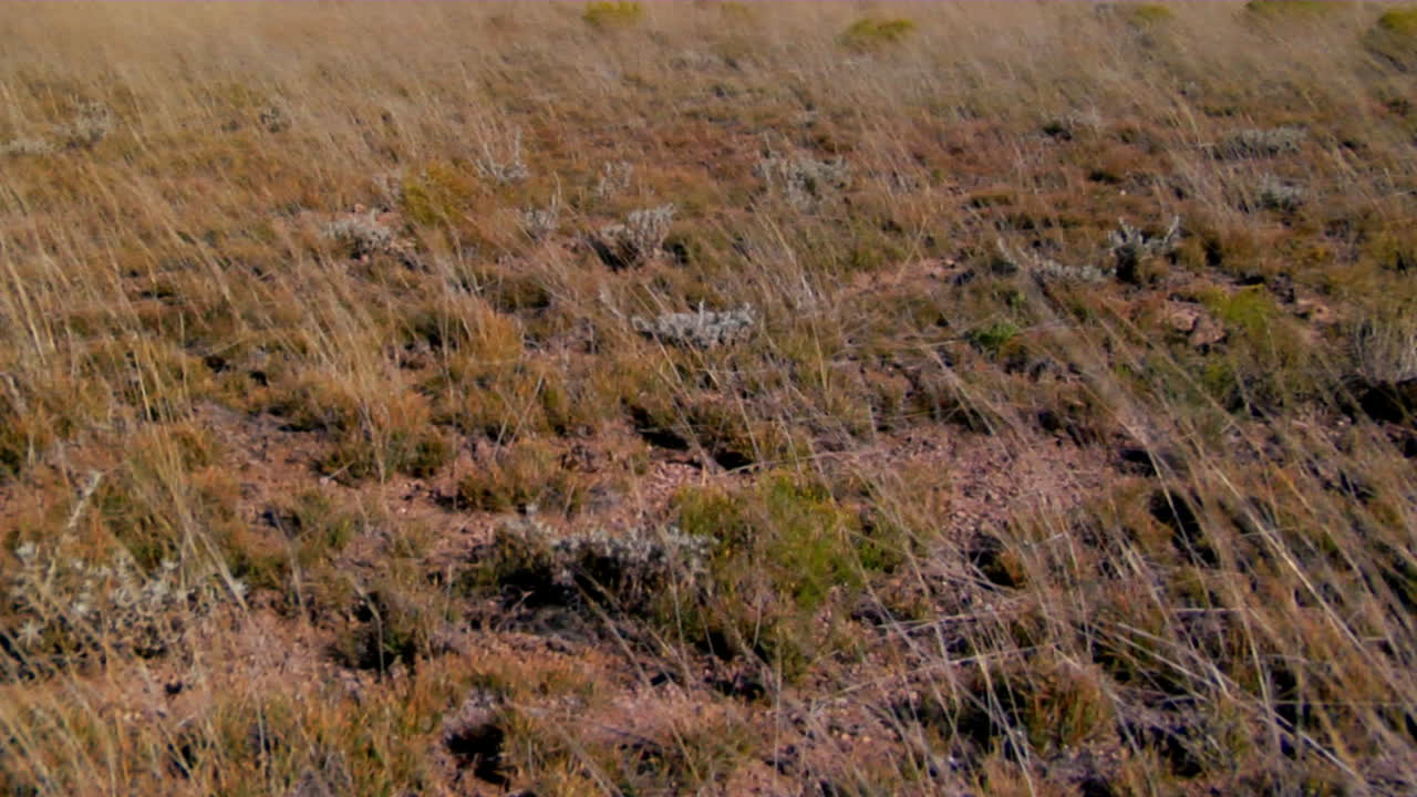 바람이 많이 부는 들판에서 멀리 떨어진 위성 접시까지 기울어짐