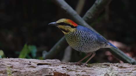 una pitta azul (hydrornis cyaneus) que está de pie inmóvil en la parte superior de un árbol caído en descomposición en un parque nacional de tailandia.
