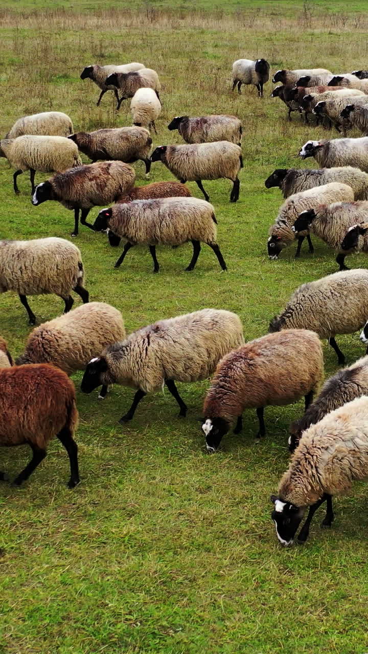 Fluffy domestic animals on pasture. Grazing brown sheep. Herd of beautiful funny sheep moving on a meadow. Livestock agriculture. Vertical video