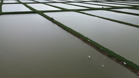 Aerial-forward-over-irrigated-rice-fields-and-herons,-Bayaguana,-Comatillo-in-Dominican-Republic