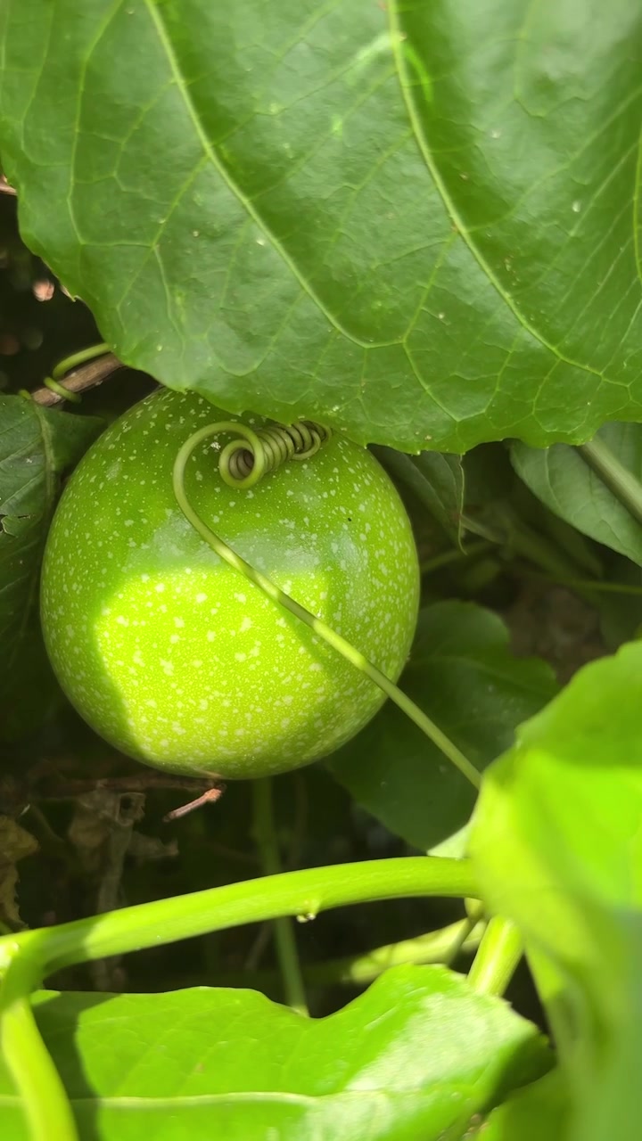 Primo piano di un frutto della passione verde che cresce su una vite
