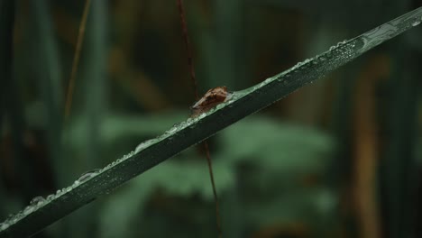 Slug-crawls-rolling-down-wet-blade-of-grass-covered-in-water-bubble