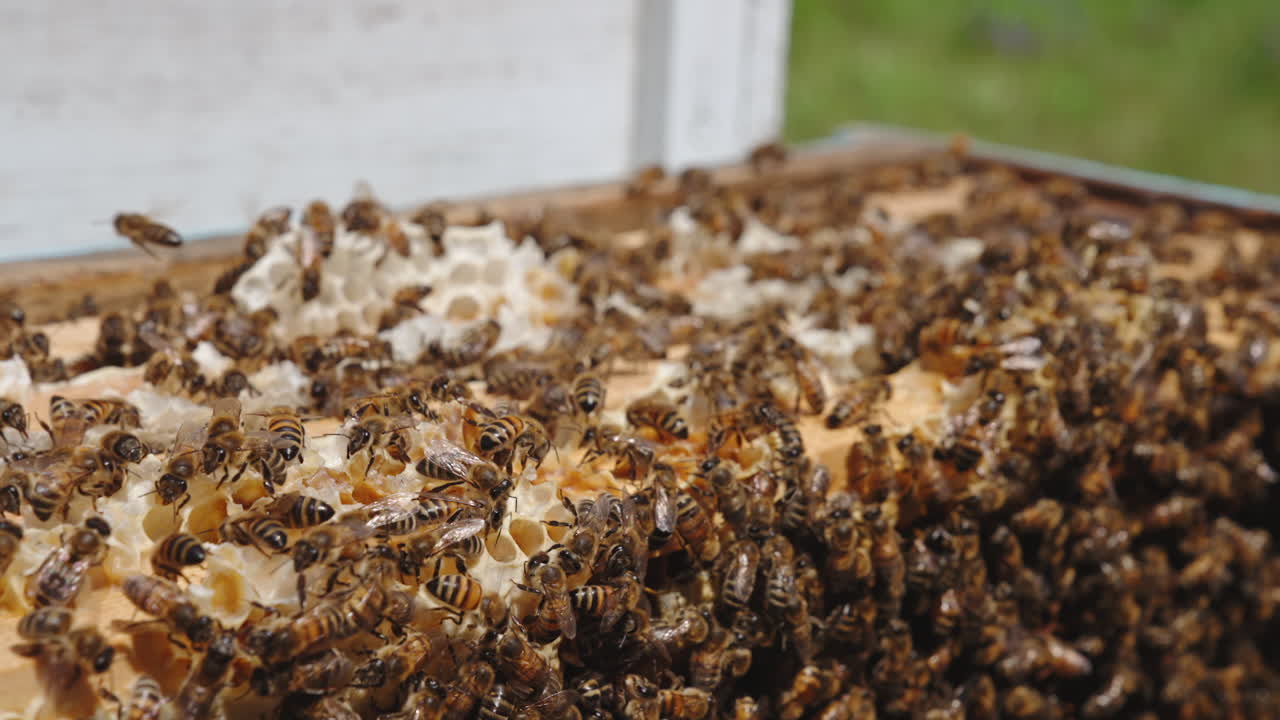 Colony of bees crawling over the wax on tops of frames. Numerous bees in open hive on sunny day. Close up.