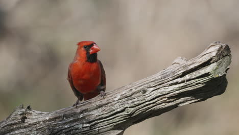 Northern Cardinal posing perched on a branch before jumping away - cardinalis cardinalis