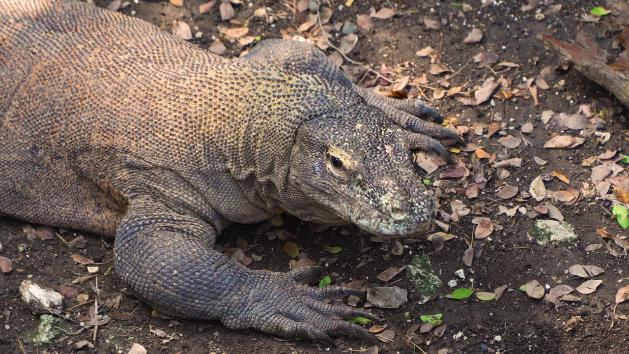 Komodowaran im Dschungelwald in Indonesien blickt in die Kamera – Nahaufnahme aus der Vogelperspektive