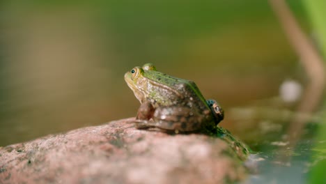 a frog sits on the stone on the shore of a pond