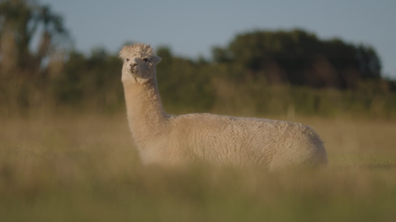 una alpaca pastando en el campo